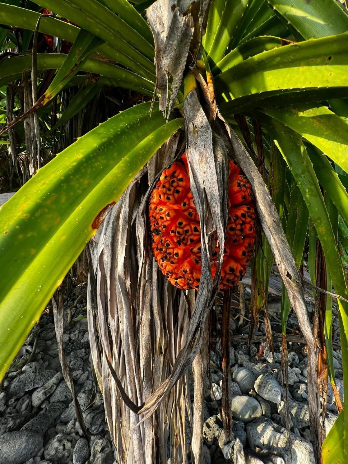 The Barefoot Eco Hotel Hanimaadhoo Island Exterior photo